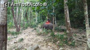 [P04] Cu elefantul prin plantatia de arbori de cauciuc » foto by MoniQ69
 - 
<span class="allrVoted glyphicon glyphicon-heart hidden" id="av967302"></span>
<a class="m-l-10 hidden" id="sv967302" onclick="voting_Foto_DelVot(,967302,23742)" role="button">șterge vot <span class="glyphicon glyphicon-remove"></span></a>
<a id="v9967302" class=" c-red"  onclick="voting_Foto_SetVot(967302)" role="button"><span class="glyphicon glyphicon-heart-empty"></span> <b>LIKE</b> = Votează poza</a> <img class="hidden"  id="f967302W9" src="/imagini/loader.gif" border="0" /><span class="AjErrMes hidden" id="e967302ErM"></span>