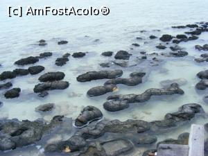 [P33] Western Australia - misterioasele, matusalemicele 'stromatolite' de la Hamelin Pool » foto by gigiiuti
 - 
<span class="allrVoted glyphicon glyphicon-heart hidden" id="av969403"></span>
<a class="m-l-10 hidden" id="sv969403" onclick="voting_Foto_DelVot(,969403,23750)" role="button">șterge vot <span class="glyphicon glyphicon-remove"></span></a>
<a id="v9969403" class=" c-red"  onclick="voting_Foto_SetVot(969403)" role="button"><span class="glyphicon glyphicon-heart-empty"></span> <b>LIKE</b> = Votează poza</a> <img class="hidden"  id="f969403W9" src="/imagini/loader.gif" border="0" /><span class="AjErrMes hidden" id="e969403ErM"></span>