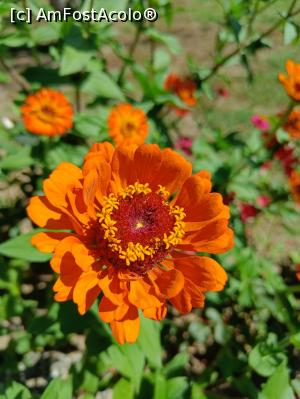 [P20] Floare în grădina ornamentală din fața castelului. » foto by tata123 🔱
 - 
<span class="allrVoted glyphicon glyphicon-heart hidden" id="av1388102"></span>
<a class="m-l-10 hidden" id="sv1388102" onclick="voting_Foto_DelVot(,1388102,23793)" role="button">șterge vot <span class="glyphicon glyphicon-remove"></span></a>
<a id="v91388102" class=" c-red"  onclick="voting_Foto_SetVot(1388102)" role="button"><span class="glyphicon glyphicon-heart-empty"></span> <b>LIKE</b> = Votează poza</a> <img class="hidden"  id="f1388102W9" src="/imagini/loader.gif" border="0" /><span class="AjErrMes hidden" id="e1388102ErM"></span>