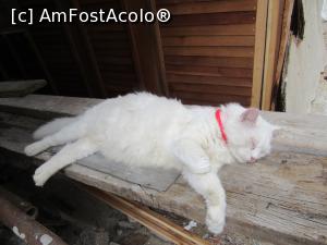 [P55]  -- <small>// FĂRĂ DESCRIERE</small> » foto by Testosu'
 - 
<span class="allrVoted glyphicon glyphicon-heart hidden" id="av752859"></span>
<a class="m-l-10 hidden" id="sv752859" onclick="voting_Foto_DelVot(,752859,23794)" role="button">șterge vot <span class="glyphicon glyphicon-remove"></span></a>
<a id="v9752859" class=" c-red"  onclick="voting_Foto_SetVot(752859)" role="button"><span class="glyphicon glyphicon-heart-empty"></span> <b>LIKE</b> = Votează poza</a> <img class="hidden"  id="f752859W9" src="/imagini/loader.gif" border="0" /><span class="AjErrMes hidden" id="e752859ErM"></span>