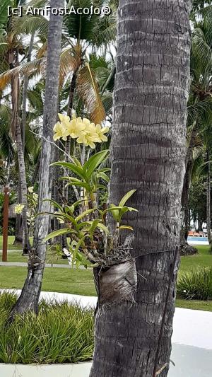 [P25] Alte orhidee superbe in palmieri » foto by adri-nico
 - 
<span class="allrVoted glyphicon glyphicon-heart hidden" id="av1216025"></span>
<a class="m-l-10 hidden" id="sv1216025" onclick="voting_Foto_DelVot(,1216025,23907)" role="button">șterge vot <span class="glyphicon glyphicon-remove"></span></a>
<a id="v91216025" class=" c-red"  onclick="voting_Foto_SetVot(1216025)" role="button"><span class="glyphicon glyphicon-heart-empty"></span> <b>LIKE</b> = Votează poza</a> <img class="hidden"  id="f1216025W9" src="/imagini/loader.gif" border="0" /><span class="AjErrMes hidden" id="e1216025ErM"></span>