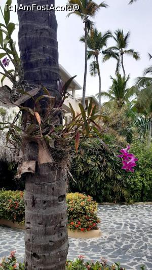 [P26] Ati ghicit ! Orhidee in palmieri. » foto by adri-nico
 - 
<span class="allrVoted glyphicon glyphicon-heart hidden" id="av1216026"></span>
<a class="m-l-10 hidden" id="sv1216026" onclick="voting_Foto_DelVot(,1216026,23907)" role="button">șterge vot <span class="glyphicon glyphicon-remove"></span></a>
<a id="v91216026" class=" c-red"  onclick="voting_Foto_SetVot(1216026)" role="button"><span class="glyphicon glyphicon-heart-empty"></span> <b>LIKE</b> = Votează poza</a> <img class="hidden"  id="f1216026W9" src="/imagini/loader.gif" border="0" /><span class="AjErrMes hidden" id="e1216026ErM"></span>