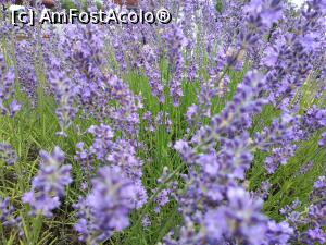 [P02] Grădina de lavandă Țipărești » foto by Mioritik
 - 
<span class="allrVoted glyphicon glyphicon-heart hidden" id="av1243813"></span>
<a class="m-l-10 hidden" id="sv1243813" onclick="voting_Foto_DelVot(,1243813,23926)" role="button">șterge vot <span class="glyphicon glyphicon-remove"></span></a>
<a id="v91243813" class=" c-red"  onclick="voting_Foto_SetVot(1243813)" role="button"><span class="glyphicon glyphicon-heart-empty"></span> <b>LIKE</b> = Votează poza</a> <img class="hidden"  id="f1243813W9" src="/imagini/loader.gif" border="0" /><span class="AjErrMes hidden" id="e1243813ErM"></span>