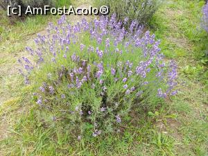 [P30] Grădina de lavandă Țipărești » foto by Mioritik
 - 
<span class="allrVoted glyphicon glyphicon-heart hidden" id="av1243841"></span>
<a class="m-l-10 hidden" id="sv1243841" onclick="voting_Foto_DelVot(,1243841,23926)" role="button">șterge vot <span class="glyphicon glyphicon-remove"></span></a>
<a id="v91243841" class=" c-red"  onclick="voting_Foto_SetVot(1243841)" role="button"><span class="glyphicon glyphicon-heart-empty"></span> <b>LIKE</b> = Votează poza</a> <img class="hidden"  id="f1243841W9" src="/imagini/loader.gif" border="0" /><span class="AjErrMes hidden" id="e1243841ErM"></span>