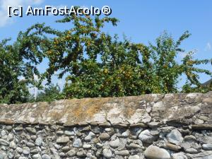 [P28] Filipeștii de Târg - Conacul Pană Filipescu. Corcodușii plini de roade.  » foto by iulianic
 - 
<span class="allrVoted glyphicon glyphicon-heart hidden" id="av982424"></span>
<a class="m-l-10 hidden" id="sv982424" onclick="voting_Foto_DelVot(,982424,23926)" role="button">șterge vot <span class="glyphicon glyphicon-remove"></span></a>
<a id="v9982424" class=" c-red"  onclick="voting_Foto_SetVot(982424)" role="button"><span class="glyphicon glyphicon-heart-empty"></span> <b>LIKE</b> = Votează poza</a> <img class="hidden"  id="f982424W9" src="/imagini/loader.gif" border="0" /><span class="AjErrMes hidden" id="e982424ErM"></span>