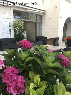 [P01] Lavander, o parte din terasa întreruptă de promenada pe care trecea Thomas » foto by krisstinna
 - 
<span class="allrVoted glyphicon glyphicon-heart hidden" id="av1005332"></span>
<a class="m-l-10 hidden" id="sv1005332" onclick="voting_Foto_DelVot(,1005332,24022)" role="button">șterge vot <span class="glyphicon glyphicon-remove"></span></a>
<a id="v91005332" class=" c-red"  onclick="voting_Foto_SetVot(1005332)" role="button"><span class="glyphicon glyphicon-heart-empty"></span> <b>LIKE</b> = Votează poza</a> <img class="hidden"  id="f1005332W9" src="/imagini/loader.gif" border="0" /><span class="AjErrMes hidden" id="e1005332ErM"></span>