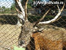[P5x] [Gradina zoologica] alt cerb » foto by cristi82d
 - 
<span class="allrVoted glyphicon glyphicon-heart hidden" id="av29230"></span>
<a class="m-l-10 hidden" id="sv29230" onclick="voting_Foto_DelVot(,29230,24054)" role="button">șterge vot <span class="glyphicon glyphicon-remove"></span></a>
<a id="v929230" class=" c-red"  onclick="voting_Foto_SetVot(29230)" role="button"><span class="glyphicon glyphicon-heart-empty"></span> <b>LIKE</b> = Votează poza</a> <img class="hidden"  id="f29230W9" src="/imagini/loader.gif" border="0" /><span class="AjErrMes hidden" id="e29230ErM"></span>
