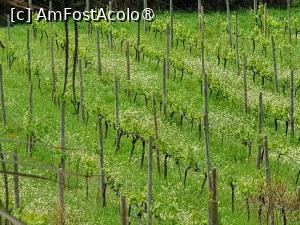 [P29] Quinta do Furão - pe plantaţie » foto by nicole33
 - 
<span class="allrVoted glyphicon glyphicon-heart hidden" id="av1415014"></span>
<a class="m-l-10 hidden" id="sv1415014" onclick="voting_Foto_DelVot(,1415014,24227)" role="button">șterge vot <span class="glyphicon glyphicon-remove"></span></a>
<a id="v91415014" class=" c-red"  onclick="voting_Foto_SetVot(1415014)" role="button"><span class="glyphicon glyphicon-heart-empty"></span> <b>LIKE</b> = Votează poza</a> <img class="hidden"  id="f1415014W9" src="/imagini/loader.gif" border="0" /><span class="AjErrMes hidden" id="e1415014ErM"></span>