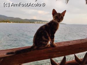 [P09] Taverna Karanasou; cât pe ce să-mi sară-n farfurie » foto by crismis
 - 
<span class="allrVoted glyphicon glyphicon-heart hidden" id="av1418152"></span>
<a class="m-l-10 hidden" id="sv1418152" onclick="voting_Foto_DelVot(,1418152,24481)" role="button">șterge vot <span class="glyphicon glyphicon-remove"></span></a>
<a id="v91418152" class=" c-red"  onclick="voting_Foto_SetVot(1418152)" role="button"><span class="glyphicon glyphicon-heart-empty"></span> <b>LIKE</b> = Votează poza</a> <img class="hidden"  id="f1418152W9" src="/imagini/loader.gif" border="0" /><span class="AjErrMes hidden" id="e1418152ErM"></span>