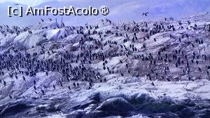 [P06] cormorani, de la distanta seamana cu pinguinii, poza facuta cu zoom » foto by elenaadina
 - 
<span class="allrVoted glyphicon glyphicon-heart hidden" id="av1520984"></span>
<a class="m-l-10 hidden" id="sv1520984" onclick="voting_Foto_DelVot(,1520984,24560)" role="button">șterge vot <span class="glyphicon glyphicon-remove"></span></a>
<a id="v91520984" class=" c-red"  onclick="voting_Foto_SetVot(1520984)" role="button"><span class="glyphicon glyphicon-heart-empty"></span> <b>LIKE</b> = Votează poza</a> <img class="hidden"  id="f1520984W9" src="/imagini/loader.gif" border="0" /><span class="AjErrMes hidden" id="e1520984ErM"></span>