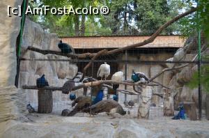 [P52] Grădina Zoologică Chişinău - o fi şedinţă aici?  » foto by kelyboy
 - 
<span class="allrVoted glyphicon glyphicon-heart hidden" id="av1029737"></span>
<a class="m-l-10 hidden" id="sv1029737" onclick="voting_Foto_DelVot(,1029737,24569)" role="button">șterge vot <span class="glyphicon glyphicon-remove"></span></a>
<a id="v91029737" class=" c-red"  onclick="voting_Foto_SetVot(1029737)" role="button"><span class="glyphicon glyphicon-heart-empty"></span> <b>LIKE</b> = Votează poza</a> <img class="hidden"  id="f1029737W9" src="/imagini/loader.gif" border="0" /><span class="AjErrMes hidden" id="e1029737ErM"></span>