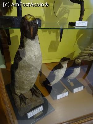 [P13] Pinguinul Rockhooper – Muzeul de Științele Naturii din Aiud.  » foto by tata123 🔱
 - 
<span class="allrVoted glyphicon glyphicon-heart hidden" id="av1030070"></span>
<a class="m-l-10 hidden" id="sv1030070" onclick="voting_Foto_DelVot(,1030070,24575)" role="button">șterge vot <span class="glyphicon glyphicon-remove"></span></a>
<a id="v91030070" class=" c-red"  onclick="voting_Foto_SetVot(1030070)" role="button"><span class="glyphicon glyphicon-heart-empty"></span> <b>LIKE</b> = Votează poza</a> <img class="hidden"  id="f1030070W9" src="/imagini/loader.gif" border="0" /><span class="AjErrMes hidden" id="e1030070ErM"></span>