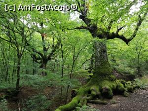 [P03] Am admirat copacii cu forme ciudate de pe traseu. » foto by Floryn81
 - 
<span class="allrVoted glyphicon glyphicon-heart hidden" id="av1209985"></span>
<a class="m-l-10 hidden" id="sv1209985" onclick="voting_Foto_DelVot(,1209985,24578)" role="button">șterge vot <span class="glyphicon glyphicon-remove"></span></a>
<a id="v91209985" class=" c-red"  onclick="voting_Foto_SetVot(1209985)" role="button"><span class="glyphicon glyphicon-heart-empty"></span> <b>LIKE</b> = Votează poza</a> <img class="hidden"  id="f1209985W9" src="/imagini/loader.gif" border="0" /><span class="AjErrMes hidden" id="e1209985ErM"></span>