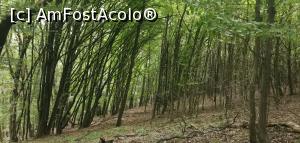 [P32] Pădurea bătută de vânt, Ciucarul Mic. » foto by Aurici
 - 
<span class="allrVoted glyphicon glyphicon-heart hidden" id="av1172495"></span>
<a class="m-l-10 hidden" id="sv1172495" onclick="voting_Foto_DelVot(,1172495,24578)" role="button">șterge vot <span class="glyphicon glyphicon-remove"></span></a>
<a id="v91172495" class=" c-red"  onclick="voting_Foto_SetVot(1172495)" role="button"><span class="glyphicon glyphicon-heart-empty"></span> <b>LIKE</b> = Votează poza</a> <img class="hidden"  id="f1172495W9" src="/imagini/loader.gif" border="0" /><span class="AjErrMes hidden" id="e1172495ErM"></span>