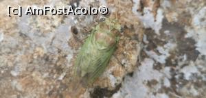 [P41] Ciucarul Mic - am zis că este o cicadă dar le știam maro &icirc;nchis. » foto by Aurici
 - 
<span class="allrVoted glyphicon glyphicon-heart hidden" id="av1172504"></span>
<a class="m-l-10 hidden" id="sv1172504" onclick="voting_Foto_DelVot(,1172504,24578)" role="button">șterge vot <span class="glyphicon glyphicon-remove"></span></a>
<a id="v91172504" class=" c-red"  onclick="voting_Foto_SetVot(1172504)" role="button"><span class="glyphicon glyphicon-heart-empty"></span> <b>LIKE</b> = Votează poza</a> <img class="hidden"  id="f1172504W9" src="/imagini/loader.gif" border="0" /><span class="AjErrMes hidden" id="e1172504ErM"></span>