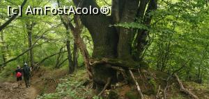 [P43] Ciucarul Mic - o &icirc;ncrengătură de 3 copaci. » foto by Aurici
 - 
<span class="allrVoted glyphicon glyphicon-heart hidden" id="av1172506"></span>
<a class="m-l-10 hidden" id="sv1172506" onclick="voting_Foto_DelVot(,1172506,24578)" role="button">șterge vot <span class="glyphicon glyphicon-remove"></span></a>
<a id="v91172506" class=" c-red"  onclick="voting_Foto_SetVot(1172506)" role="button"><span class="glyphicon glyphicon-heart-empty"></span> <b>LIKE</b> = Votează poza</a> <img class="hidden"  id="f1172506W9" src="/imagini/loader.gif" border="0" /><span class="AjErrMes hidden" id="e1172506ErM"></span>