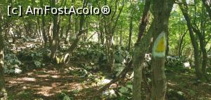 [P06] Ciucarul Mare, printre lapiezuri, spre punctele de belvedere. » foto by Aurici
 - 
<span class="allrVoted glyphicon glyphicon-heart hidden" id="av1172469"></span>
<a class="m-l-10 hidden" id="sv1172469" onclick="voting_Foto_DelVot(,1172469,24578)" role="button">șterge vot <span class="glyphicon glyphicon-remove"></span></a>
<a id="v91172469" class=" c-red"  onclick="voting_Foto_SetVot(1172469)" role="button"><span class="glyphicon glyphicon-heart-empty"></span> <b>LIKE</b> = Votează poza</a> <img class="hidden"  id="f1172469W9" src="/imagini/loader.gif" border="0" /><span class="AjErrMes hidden" id="e1172469ErM"></span>