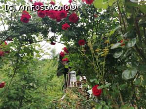 [P04] Arcada care te intampina » foto by Raluca.Ghift
 - 
<span class="allrVoted glyphicon glyphicon-heart hidden" id="av1167879"></span>
<a class="m-l-10 hidden" id="sv1167879" onclick="voting_Foto_DelVot(,1167879,24579)" role="button">șterge vot <span class="glyphicon glyphicon-remove"></span></a>
<a id="v91167879" class=" c-red"  onclick="voting_Foto_SetVot(1167879)" role="button"><span class="glyphicon glyphicon-heart-empty"></span> <b>LIKE</b> = Votează poza</a> <img class="hidden"  id="f1167879W9" src="/imagini/loader.gif" border="0" /><span class="AjErrMes hidden" id="e1167879ErM"></span>