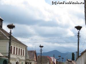 [P16] Cuiburi de barză în Cristian-Sibiu.  » foto by tata123 🔱
 - 
<span class="allrVoted glyphicon glyphicon-heart hidden" id="av675119"></span>
<a class="m-l-10 hidden" id="sv675119" onclick="voting_Foto_DelVot(,675119,24645)" role="button">șterge vot <span class="glyphicon glyphicon-remove"></span></a>
<a id="v9675119" class=" c-red"  onclick="voting_Foto_SetVot(675119)" role="button"><span class="glyphicon glyphicon-heart-empty"></span> <b>LIKE</b> = Votează poza</a> <img class="hidden"  id="f675119W9" src="/imagini/loader.gif" border="0" /><span class="AjErrMes hidden" id="e675119ErM"></span>