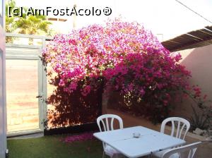 [P05] Patio şi bougainvillea noastră » foto by irinad
 - 
<span class="allrVoted glyphicon glyphicon-heart hidden" id="av1036987"></span>
<a class="m-l-10 hidden" id="sv1036987" onclick="voting_Foto_DelVot(,1036987,24646)" role="button">șterge vot <span class="glyphicon glyphicon-remove"></span></a>
<a id="v91036987" class=" c-red"  onclick="voting_Foto_SetVot(1036987)" role="button"><span class="glyphicon glyphicon-heart-empty"></span> <b>LIKE</b> = Votează poza</a> <img class="hidden"  id="f1036987W9" src="/imagini/loader.gif" border="0" /><span class="AjErrMes hidden" id="e1036987ErM"></span>