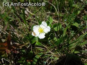 [P04] Floricele pe câmpii... lângă cetate.  » foto by tata123 🔱
 - 
<span class="allrVoted glyphicon glyphicon-heart hidden" id="av1084532"></span>
<a class="m-l-10 hidden" id="sv1084532" onclick="voting_Foto_DelVot(,1084532,24963)" role="button">șterge vot <span class="glyphicon glyphicon-remove"></span></a>
<a id="v91084532" class=" c-red"  onclick="voting_Foto_SetVot(1084532)" role="button"><span class="glyphicon glyphicon-heart-empty"></span> <b>LIKE</b> = Votează poza</a> <img class="hidden"  id="f1084532W9" src="/imagini/loader.gif" border="0" /><span class="AjErrMes hidden" id="e1084532ErM"></span>