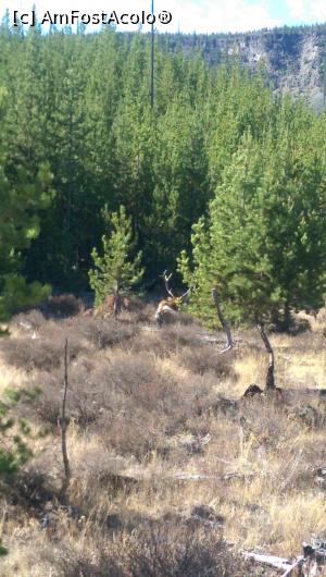 [P14] Yellowstone National Park - Elanul » foto by Anduise
 - 
<span class="allrVoted glyphicon glyphicon-heart hidden" id="av1060476"></span>
<a class="m-l-10 hidden" id="sv1060476" onclick="voting_Foto_DelVot(,1060476,24982)" role="button">șterge vot <span class="glyphicon glyphicon-remove"></span></a>
<a id="v91060476" class=" c-red"  onclick="voting_Foto_SetVot(1060476)" role="button"><span class="glyphicon glyphicon-heart-empty"></span> <b>LIKE</b> = Votează poza</a> <img class="hidden"  id="f1060476W9" src="/imagini/loader.gif" border="0" /><span class="AjErrMes hidden" id="e1060476ErM"></span>