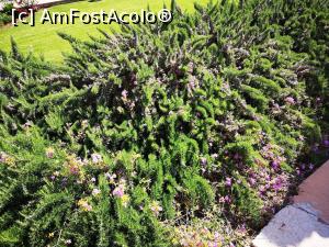 [P20] O tufa "nesimtita"de rosmarin » foto by DOINITA
 - 
<span class="allrVoted glyphicon glyphicon-heart hidden" id="av1076995"></span>
<a class="m-l-10 hidden" id="sv1076995" onclick="voting_Foto_DelVot(,1076995,25229)" role="button">șterge vot <span class="glyphicon glyphicon-remove"></span></a>
<a id="v91076995" class=" c-red"  onclick="voting_Foto_SetVot(1076995)" role="button"><span class="glyphicon glyphicon-heart-empty"></span> <b>LIKE</b> = Votează poza</a> <img class="hidden"  id="f1076995W9" src="/imagini/loader.gif" border="0" /><span class="AjErrMes hidden" id="e1076995ErM"></span>