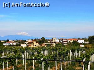 [P21] Vita de vie si in fundal o culme de munte cu " cusma" de zapada » foto by DOINITA
 - 
<span class="allrVoted glyphicon glyphicon-heart hidden" id="av1076996"></span>
<a class="m-l-10 hidden" id="sv1076996" onclick="voting_Foto_DelVot(,1076996,25229)" role="button">șterge vot <span class="glyphicon glyphicon-remove"></span></a>
<a id="v91076996" class=" c-red"  onclick="voting_Foto_SetVot(1076996)" role="button"><span class="glyphicon glyphicon-heart-empty"></span> <b>LIKE</b> = Votează poza</a> <img class="hidden"  id="f1076996W9" src="/imagini/loader.gif" border="0" /><span class="AjErrMes hidden" id="e1076996ErM"></span>