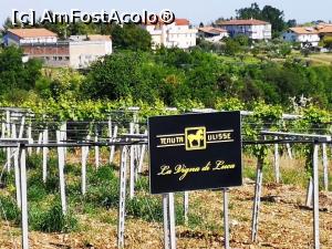 [P22] Aici cresc strugurii din care se va face vinul " Luca"  » foto by DOINITA
 - 
<span class="allrVoted glyphicon glyphicon-heart hidden" id="av1076997"></span>
<a class="m-l-10 hidden" id="sv1076997" onclick="voting_Foto_DelVot(,1076997,25229)" role="button">șterge vot <span class="glyphicon glyphicon-remove"></span></a>
<a id="v91076997" class=" c-red"  onclick="voting_Foto_SetVot(1076997)" role="button"><span class="glyphicon glyphicon-heart-empty"></span> <b>LIKE</b> = Votează poza</a> <img class="hidden"  id="f1076997W9" src="/imagini/loader.gif" border="0" /><span class="AjErrMes hidden" id="e1076997ErM"></span>