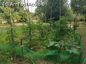 [P29] Grădina de legume.  » foto by Aurici
 - 
<span class="allrVoted glyphicon glyphicon-heart hidden" id="av1084030"></span>
<a class="m-l-10 hidden" id="sv1084030" onclick="voting_Foto_DelVot(,1084030,25342)" role="button">șterge vot <span class="glyphicon glyphicon-remove"></span></a>
<a id="v91084030" class=" c-red"  onclick="voting_Foto_SetVot(1084030)" role="button"><span class="glyphicon glyphicon-heart-empty"></span> <b>LIKE</b> = Votează poza</a> <img class="hidden"  id="f1084030W9" src="/imagini/loader.gif" border="0" /><span class="AjErrMes hidden" id="e1084030ErM"></span>