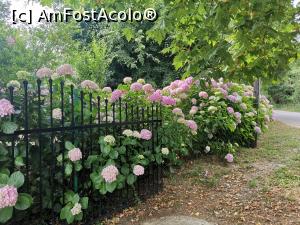 [P42] Hortensia, peste tot. Una din vedetele insulei.  » foto by Aurici
 - 
<span class="allrVoted glyphicon glyphicon-heart hidden" id="av1084043"></span>
<a class="m-l-10 hidden" id="sv1084043" onclick="voting_Foto_DelVot(,1084043,25342)" role="button">șterge vot <span class="glyphicon glyphicon-remove"></span></a>
<a id="v91084043" class=" c-red"  onclick="voting_Foto_SetVot(1084043)" role="button"><span class="glyphicon glyphicon-heart-empty"></span> <b>LIKE</b> = Votează poza</a> <img class="hidden"  id="f1084043W9" src="/imagini/loader.gif" border="0" /><span class="AjErrMes hidden" id="e1084043ErM"></span>