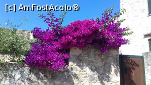 P01 [JUN-2019] Bougainvillea de Vamos