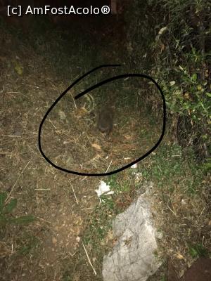 [P39] Ariciul traversa scările, dragul de el » foto by krisstinna
 - 
<span class="allrVoted glyphicon glyphicon-heart hidden" id="av1092732"></span>
<a class="m-l-10 hidden" id="sv1092732" onclick="voting_Foto_DelVot(,1092732,25478)" role="button">șterge vot <span class="glyphicon glyphicon-remove"></span></a>
<a id="v91092732" class=" c-red"  onclick="voting_Foto_SetVot(1092732)" role="button"><span class="glyphicon glyphicon-heart-empty"></span> <b>LIKE</b> = Votează poza</a> <img class="hidden"  id="f1092732W9" src="/imagini/loader.gif" border="0" /><span class="AjErrMes hidden" id="e1092732ErM"></span>