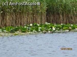 P06 [JUL-2019] Lan de stuf, tarla de nuferi... 