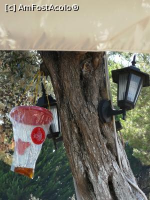 [P17] Dispozitive de prins insectele » foto by crismis
 - 
<span class="allrVoted glyphicon glyphicon-heart hidden" id="av1115068"></span>
<a class="m-l-10 hidden" id="sv1115068" onclick="voting_Foto_DelVot(,1115068,25780)" role="button">șterge vot <span class="glyphicon glyphicon-remove"></span></a>
<a id="v91115068" class=" c-red"  onclick="voting_Foto_SetVot(1115068)" role="button"><span class="glyphicon glyphicon-heart-empty"></span> <b>LIKE</b> = Votează poza</a> <img class="hidden"  id="f1115068W9" src="/imagini/loader.gif" border="0" /><span class="AjErrMes hidden" id="e1115068ErM"></span>