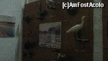 [P82] specii de pasari din Delta Dunarii » foto by cristi82d
 - 
<span class="allrVoted glyphicon glyphicon-heart hidden" id="av143646"></span>
<a class="m-l-10 hidden" id="sv143646" onclick="voting_Foto_DelVot(,143646,25897)" role="button">șterge vot <span class="glyphicon glyphicon-remove"></span></a>
<a id="v9143646" class=" c-red"  onclick="voting_Foto_SetVot(143646)" role="button"><span class="glyphicon glyphicon-heart-empty"></span> <b>LIKE</b> = Votează poza</a> <img class="hidden"  id="f143646W9" src="/imagini/loader.gif" border="0" /><span class="AjErrMes hidden" id="e143646ErM"></span>