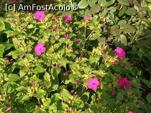 [P14] Bucurie, viață » foto by laurand
 - 
<span class="allrVoted glyphicon glyphicon-heart hidden" id="av1506440"></span>
<a class="m-l-10 hidden" id="sv1506440" onclick="voting_Foto_DelVot(,1506440,26068)" role="button">șterge vot <span class="glyphicon glyphicon-remove"></span></a>
<a id="v91506440" class=" c-red"  onclick="voting_Foto_SetVot(1506440)" role="button"><span class="glyphicon glyphicon-heart-empty"></span> <b>LIKE</b> = Votează poza</a> <img class="hidden"  id="f1506440W9" src="/imagini/loader.gif" border="0" /><span class="AjErrMes hidden" id="e1506440ErM"></span>