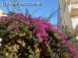 [P03] Bouganvillea de Malgrat de Mar...  » foto by maryka
 - 
<span class="allrVoted glyphicon glyphicon-heart hidden" id="av1141573"></span>
<a class="m-l-10 hidden" id="sv1141573" onclick="voting_Foto_DelVot(,1141573,26093)" role="button">șterge vot <span class="glyphicon glyphicon-remove"></span></a>
<a id="v91141573" class=" c-red"  onclick="voting_Foto_SetVot(1141573)" role="button"><span class="glyphicon glyphicon-heart-empty"></span> <b>LIKE</b> = Votează poza</a> <img class="hidden"  id="f1141573W9" src="/imagini/loader.gif" border="0" /><span class="AjErrMes hidden" id="e1141573ErM"></span>