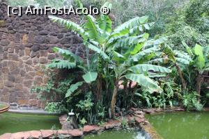 [P42] Puerto Iguazu, Complex Turistic Aripuca, Mica Grădină, Plante de apă » foto by mprofeanu
 - 
<span class="allrVoted glyphicon glyphicon-heart hidden" id="av1156829"></span>
<a class="m-l-10 hidden" id="sv1156829" onclick="voting_Foto_DelVot(,1156829,26268)" role="button">șterge vot <span class="glyphicon glyphicon-remove"></span></a>
<a id="v91156829" class=" c-red"  onclick="voting_Foto_SetVot(1156829)" role="button"><span class="glyphicon glyphicon-heart-empty"></span> <b>LIKE</b> = Votează poza</a> <img class="hidden"  id="f1156829W9" src="/imagini/loader.gif" border="0" /><span class="AjErrMes hidden" id="e1156829ErM"></span>