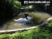 [P14] lebedele din parc » foto by grecudoina
 - 
<span class="allrVoted glyphicon glyphicon-heart hidden" id="av292632"></span>
<a class="m-l-10 hidden" id="sv292632" onclick="voting_Foto_DelVot(,292632,26278)" role="button">șterge vot <span class="glyphicon glyphicon-remove"></span></a>
<a id="v9292632" class=" c-red"  onclick="voting_Foto_SetVot(292632)" role="button"><span class="glyphicon glyphicon-heart-empty"></span> <b>LIKE</b> = Votează poza</a> <img class="hidden"  id="f292632W9" src="/imagini/loader.gif" border="0" /><span class="AjErrMes hidden" id="e292632ErM"></span>