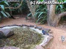 [P17] papagali » foto by grecudoina
 - 
<span class="allrVoted glyphicon glyphicon-heart hidden" id="av292640"></span>
<a class="m-l-10 hidden" id="sv292640" onclick="voting_Foto_DelVot(,292640,26278)" role="button">șterge vot <span class="glyphicon glyphicon-remove"></span></a>
<a id="v9292640" class=" c-red"  onclick="voting_Foto_SetVot(292640)" role="button"><span class="glyphicon glyphicon-heart-empty"></span> <b>LIKE</b> = Votează poza</a> <img class="hidden"  id="f292640W9" src="/imagini/loader.gif" border="0" /><span class="AjErrMes hidden" id="e292640ErM"></span>