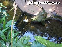 [P19] un starc » foto by grecudoina
 - 
<span class="allrVoted glyphicon glyphicon-heart hidden" id="av292649"></span>
<a class="m-l-10 hidden" id="sv292649" onclick="voting_Foto_DelVot(,292649,26278)" role="button">șterge vot <span class="glyphicon glyphicon-remove"></span></a>
<a id="v9292649" class=" c-red"  onclick="voting_Foto_SetVot(292649)" role="button"><span class="glyphicon glyphicon-heart-empty"></span> <b>LIKE</b> = Votează poza</a> <img class="hidden"  id="f292649W9" src="/imagini/loader.gif" border="0" /><span class="AjErrMes hidden" id="e292649ErM"></span>