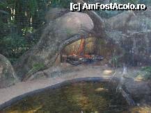 [P20] o anaconda la lumina de infrarosii,nu stiu la cei mai trebuia cand acolo erau peste 40 grade » foto by grecudoina
 - 
<span class="allrVoted glyphicon glyphicon-heart hidden" id="av292651"></span>
<a class="m-l-10 hidden" id="sv292651" onclick="voting_Foto_DelVot(,292651,26278)" role="button">șterge vot <span class="glyphicon glyphicon-remove"></span></a>
<a id="v9292651" class=" c-red"  onclick="voting_Foto_SetVot(292651)" role="button"><span class="glyphicon glyphicon-heart-empty"></span> <b>LIKE</b> = Votează poza</a> <img class="hidden"  id="f292651W9" src="/imagini/loader.gif" border="0" /><span class="AjErrMes hidden" id="e292651ErM"></span>