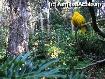 [P23] un papagal galben » foto by grecudoina
 - 
<span class="allrVoted glyphicon glyphicon-heart hidden" id="av292657"></span>
<a class="m-l-10 hidden" id="sv292657" onclick="voting_Foto_DelVot(,292657,26278)" role="button">șterge vot <span class="glyphicon glyphicon-remove"></span></a>
<a id="v9292657" class=" c-red"  onclick="voting_Foto_SetVot(292657)" role="button"><span class="glyphicon glyphicon-heart-empty"></span> <b>LIKE</b> = Votează poza</a> <img class="hidden"  id="f292657W9" src="/imagini/loader.gif" border="0" /><span class="AjErrMes hidden" id="e292657ErM"></span>