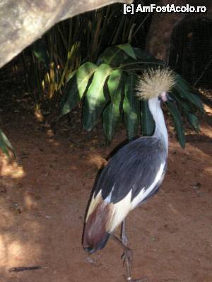 [P24] o pasare motata pe care iar nu stiu cum o cheama » foto by grecudoina
 - 
<span class="allrVoted glyphicon glyphicon-heart hidden" id="av292658"></span>
<a class="m-l-10 hidden" id="sv292658" onclick="voting_Foto_DelVot(,292658,26278)" role="button">șterge vot <span class="glyphicon glyphicon-remove"></span></a>
<a id="v9292658" class=" c-red"  onclick="voting_Foto_SetVot(292658)" role="button"><span class="glyphicon glyphicon-heart-empty"></span> <b>LIKE</b> = Votează poza</a> <img class="hidden"  id="f292658W9" src="/imagini/loader.gif" border="0" /><span class="AjErrMes hidden" id="e292658ErM"></span>