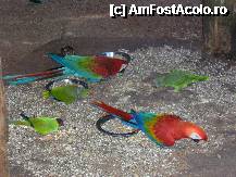 [P26] papagali si cu arara,intr-o ciuguleala comuna » foto by grecudoina
 - 
<span class="allrVoted glyphicon glyphicon-heart hidden" id="av292663"></span>
<a class="m-l-10 hidden" id="sv292663" onclick="voting_Foto_DelVot(,292663,26278)" role="button">șterge vot <span class="glyphicon glyphicon-remove"></span></a>
<a id="v9292663" class=" c-red"  onclick="voting_Foto_SetVot(292663)" role="button"><span class="glyphicon glyphicon-heart-empty"></span> <b>LIKE</b> = Votează poza</a> <img class="hidden"  id="f292663W9" src="/imagini/loader.gif" border="0" /><span class="AjErrMes hidden" id="e292663ErM"></span>