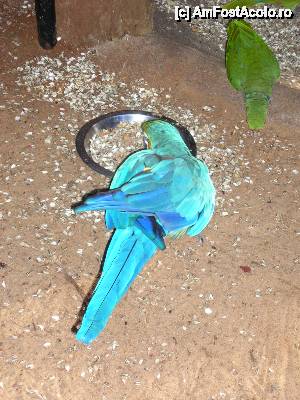 [P27] idem » foto by grecudoina
 - 
<span class="allrVoted glyphicon glyphicon-heart hidden" id="av292667"></span>
<a class="m-l-10 hidden" id="sv292667" onclick="voting_Foto_DelVot(,292667,26278)" role="button">șterge vot <span class="glyphicon glyphicon-remove"></span></a>
<a id="v9292667" class=" c-red"  onclick="voting_Foto_SetVot(292667)" role="button"><span class="glyphicon glyphicon-heart-empty"></span> <b>LIKE</b> = Votează poza</a> <img class="hidden"  id="f292667W9" src="/imagini/loader.gif" border="0" /><span class="AjErrMes hidden" id="e292667ErM"></span>