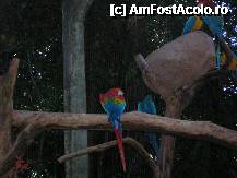 [P28] un arara care a fost recuperat de la fostul lui propietar care l-a abuzat taindui aripile sa nu poata zbura,acum deja dupa ce l-au tratat una din ele a crescut si cea de a 2-a si-a revenit » foto by grecudoina
 - 
<span class="allrVoted glyphicon glyphicon-heart hidden" id="av292670"></span>
<a class="m-l-10 hidden" id="sv292670" onclick="voting_Foto_DelVot(,292670,26278)" role="button">șterge vot <span class="glyphicon glyphicon-remove"></span></a>
<a id="v9292670" class=" c-red"  onclick="voting_Foto_SetVot(292670)" role="button"><span class="glyphicon glyphicon-heart-empty"></span> <b>LIKE</b> = Votează poza</a> <img class="hidden"  id="f292670W9" src="/imagini/loader.gif" border="0" /><span class="AjErrMes hidden" id="e292670ErM"></span>