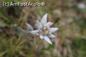 P06 [AUG-2018] Val Gardena - Seceda, gingașa floare de colț