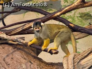 [P37] Grădina Zoologică din Salzburg » foto by adso
 - 
<span class="allrVoted glyphicon glyphicon-heart hidden" id="av1518938"></span>
<a class="m-l-10 hidden" id="sv1518938" onclick="voting_Foto_DelVot(,1518938,26283)" role="button">șterge vot <span class="glyphicon glyphicon-remove"></span></a>
<a id="v91518938" class=" c-red"  onclick="voting_Foto_SetVot(1518938)" role="button"><span class="glyphicon glyphicon-heart-empty"></span> <b>LIKE</b> = Votează poza</a> <img class="hidden"  id="f1518938W9" src="/imagini/loader.gif" border="0" /><span class="AjErrMes hidden" id="e1518938ErM"></span>